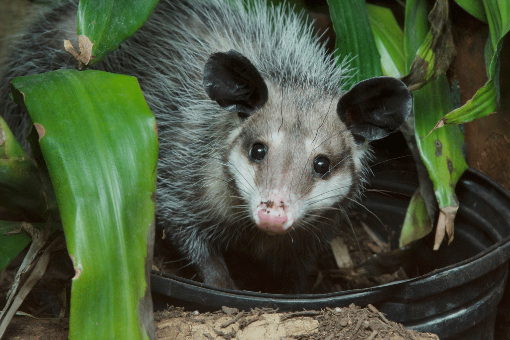 Common Opossum